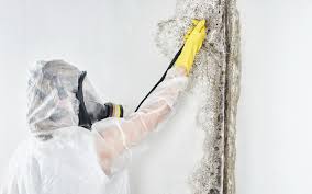 Why You Should Choose Our Mold Remediation Services in Greenup, IL